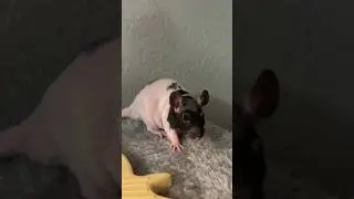 Baby Rat Shenanigans in a Playpen ￼