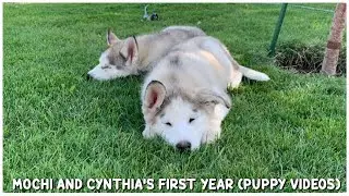 HUSKY PUPPIES FIRST YEAR | The Day I Got My Puppies (Puppy, Teenager Years)