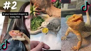 Bearded Dragon/Compilation TikTok (2023/4K)          PART 2