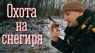 Bullfinch. Songbird hunting.