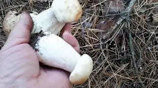 ЗАКРЫВАЕМ ЛАВОЧКУ