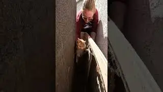 Cat attacked by dogs rescued! 