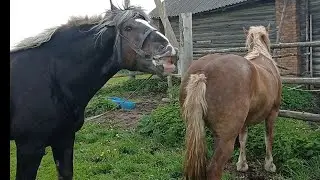 Жеребец женится на цыганской Азе🍓🍓🍓
