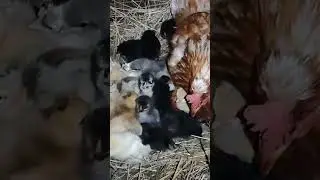 многодетная мамаша 🐣🐤🐓🐔