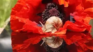 Snail and the Rose. A fairy tale for children. # 217