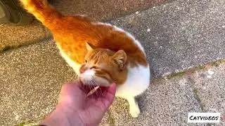 A little break with cute stray cats 🐈 🐈‍⬛