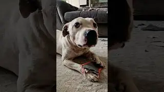 Ну и как его ругать?