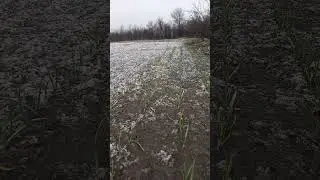 А вы картошку посадили????