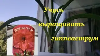 Учусь выращивать гиппеаструм!Какой горшок нужен гиппеаструму?