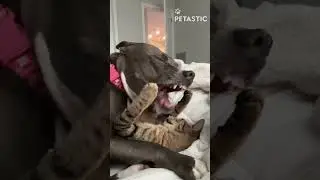 Dog & Cat BFFs Having a Blast | This Is Too Cute!