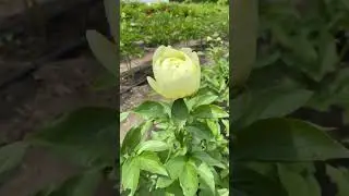 Пион “Lemon Chiffon” Цветы. Современные сортовые пионы. Пионы на осень 2023г. Желтые пионы.