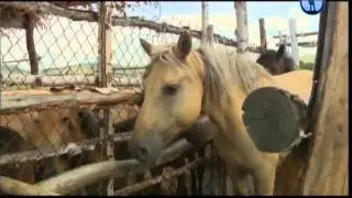 Башкиры: культура и традиционный уклад