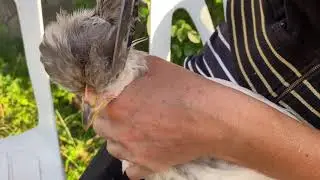 Зачем я стригу цыплят? Разведение кур на даче.