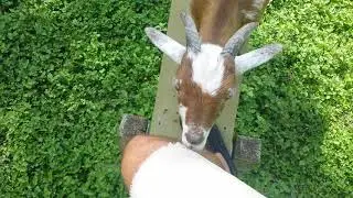 Trevor eating my shorts on the teeter-totter