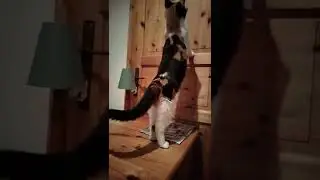 Masha Cat feels somebody behind the closed doors Кошка слышит что-то за закрытой дверью