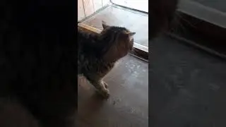 Котик. Встреча  с соседом. 🌼