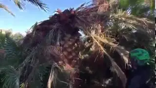 Palmera canaria afectada por picudo rojo