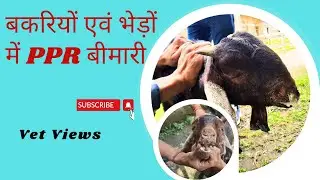 PPR in Goats #Goat Plague  #पी.पी. आर.
