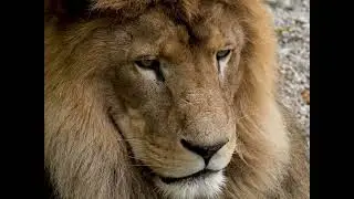 Lion video | #short