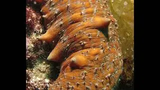 Sea Cucumber-  Create Yourself Designer Frequency,  Antioxidant, Anti-inflammatory, Energy, Heart