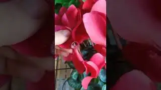 Цикламен гулини парвариши, фитилный суғоришга ўтказиш ва уруғлаши учун чанглатиш тўғрисида.