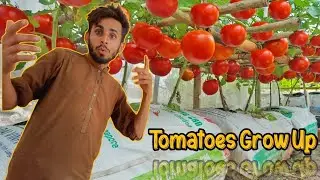 How to grow Tomatoes so easy.