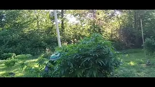 Guardians Of The Dank