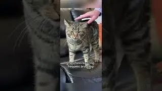 Cat Facts YOU DIDN’T KNOW 😅 