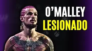 SEAN O'MALLEY X MERAB DVALISHVILI - MEU PALPITE