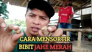 Cara Mensortir Bibit Rimpang Jahe Merah || Mempotek Bibit Mentah Jahe Merah !!!