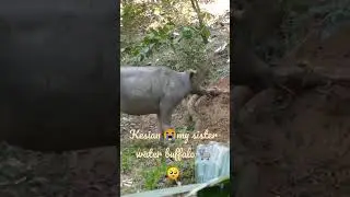 Ikut Uncle Basel Tangkap Kerbau🐃||sold ||Diana's Diary