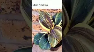 Beautiful indoor cordyline plant varieties.
