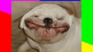 😂 лол 😂