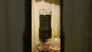 Etil alkol nasıl karbon filtre yapılır