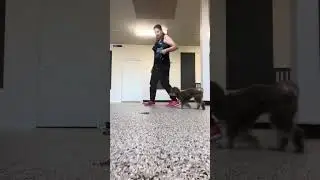 Douglas puppy K - Sep 6