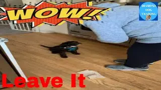 Teach Puppy Leave It: To Prevent Picking Up Things Off The Ground