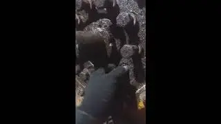 Как правильно разобрать бортовой редуктор бульдозера ЧТЗ