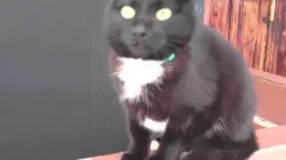 Кот под скоростью, под феном