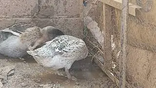 كل شي زين فيه الا حاجة وحدة
