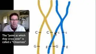 Dihybrid Crosses and Linked Genes.mov