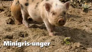 Mini minigrise