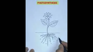 photosynthesis easy drawing