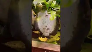 Пресноводный скат ест сухой корм