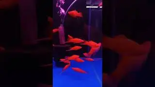 Shrusti Aquarium Boisar | Red Tiger Fish | Good Luck Fish | Good Luck Gold Fish