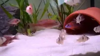 Aulonocara Red Rubin Chipokae Red