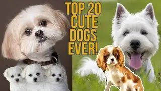 TOP 20 CUTEST DOG BREEDS EVER | CUTENESS LEVEL INFINITY