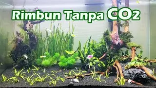 7 Tanaman Aquascape Rimbun Tanpa CO2 Tambahan