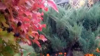 Осень галопом мчалась  №141  x264