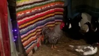 Mavis Farmacy Journal :: Preparing the Chicken's for a Deep Freeze :: 14Dec16