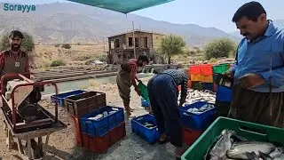 Amir Agha's attempt to save Soraya's farm from the attack of a single mother's husband.